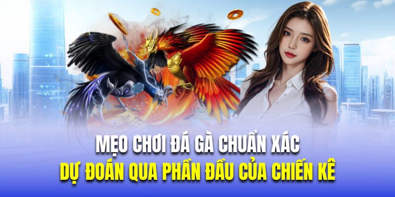 Dự đoán qua phần đầu của chiến kê là mẹo chơi đá gà 88CLB chuẩn xác