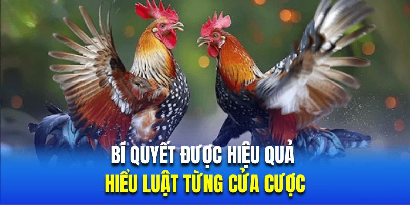 Bí quyết được hiệu quả là hiểu luật từng cửa cược