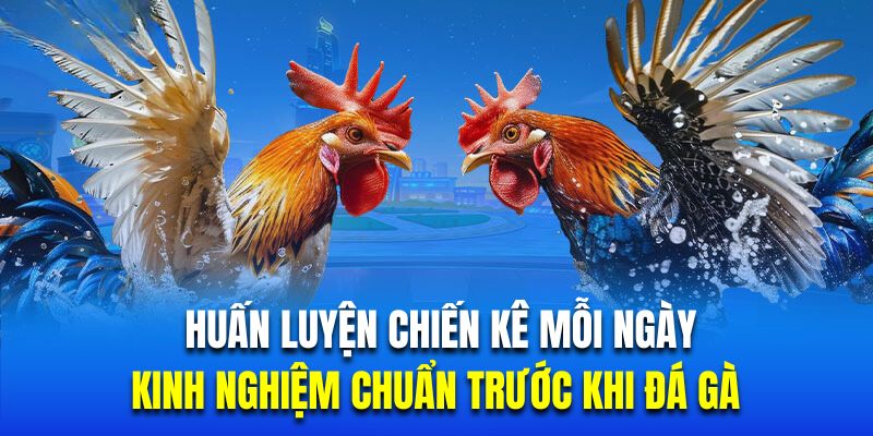 Huấn luyện chiến kê mỗi ngày là kinh nghiệm chuẩn trước khi đá gà 88CLB 