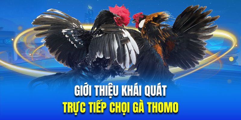 Giới thiệu khái quát về trực tiếp chọi gà Thomo